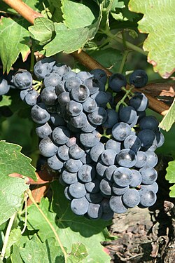 merlot üzümü