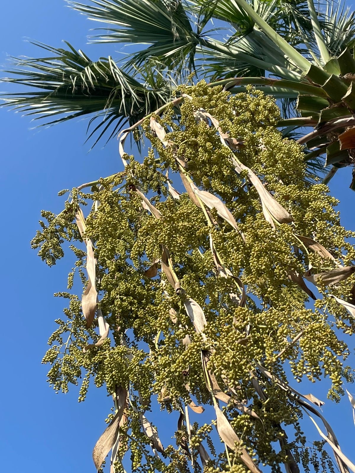 Palma toxumu