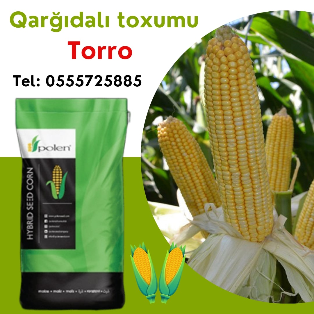 Torro