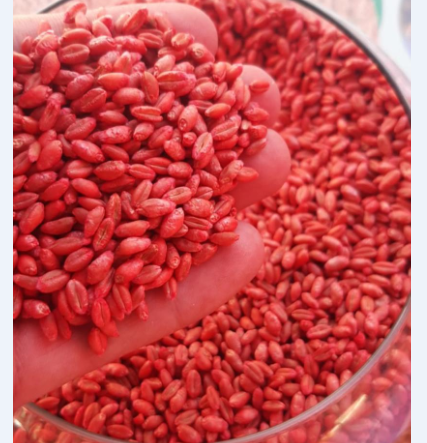 Qobustan ℗   Payızlıq yumşaq buğda Ortatezyetişən / R2 / 1 kq