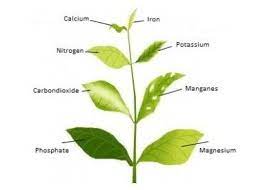  Ümumi azot (N), fosfor (P2O5), maqnezium (Mg), kalsium (Ca), kaliium (K2O) təyini - thumbnail 3