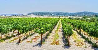 torpaq analizi-Agrolab Çoxillik əkinlər üçün (bağ,giləmeyvə,üzümlük)  aqrokimyəvi analiz (0-20,20-40,40-60,60-80,80-100 sm dərinliklər üzrə)-Geniş aqrokimyəvi analiz (makro,mikro və mezo elementlər), EC, pH, Humus  və duzlanma tiplərinin təyini          