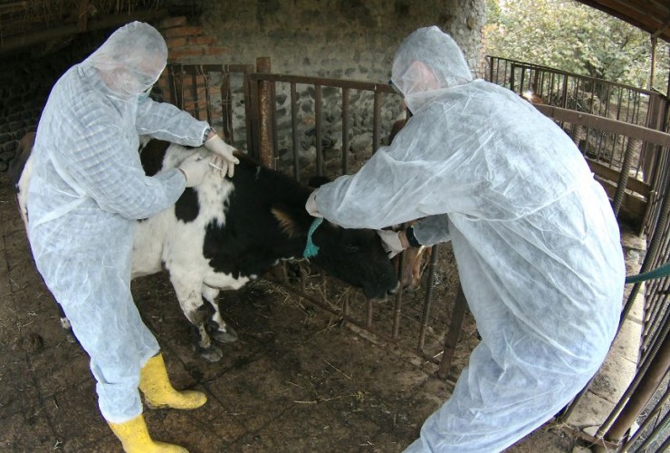 Epizootik vəziyyətin təhlili və karantin tədbirləri