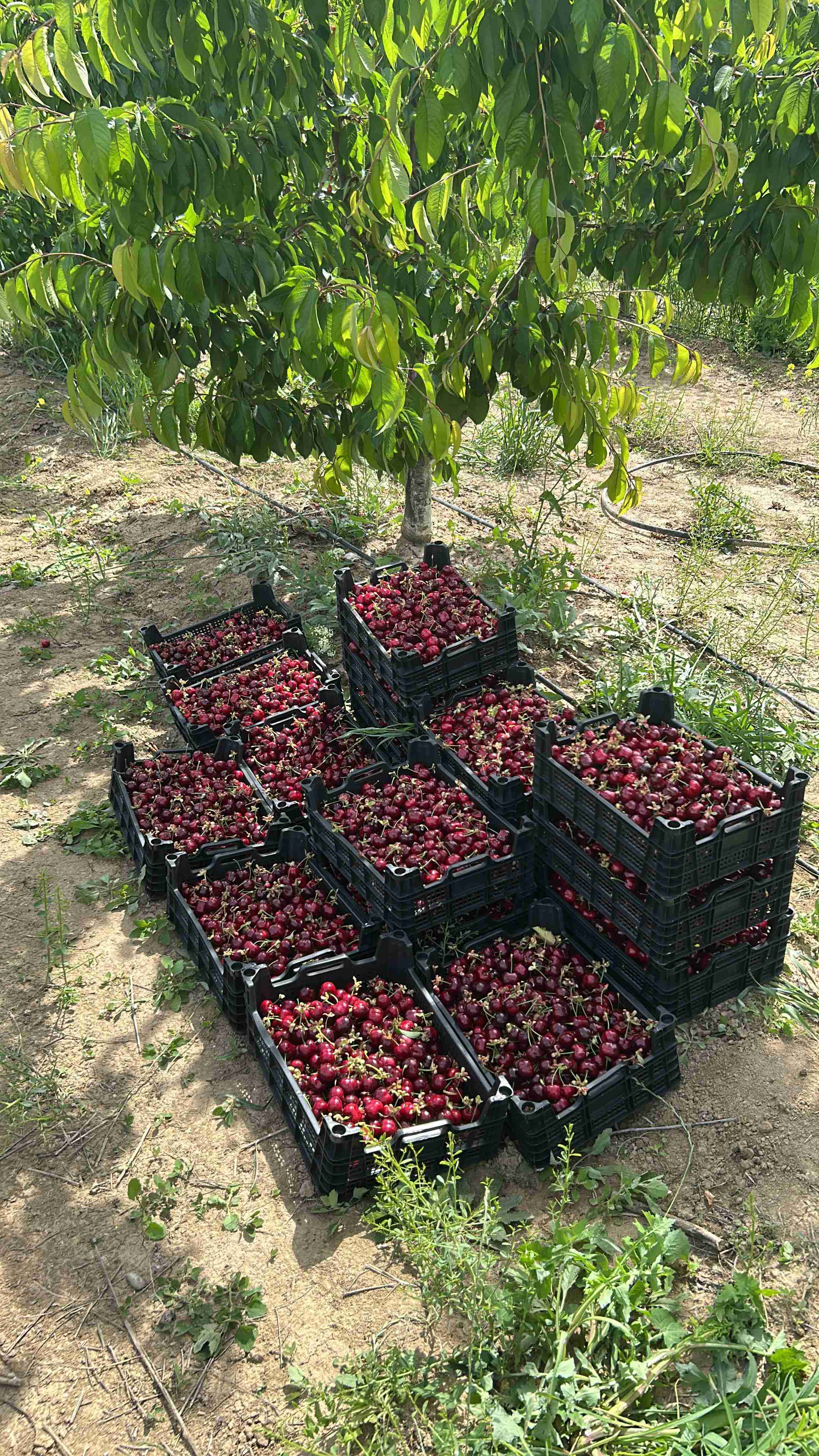 İstehsal proseslərinin optimallaşdırılması(çoxillik bitkilər üzrə) - 4
