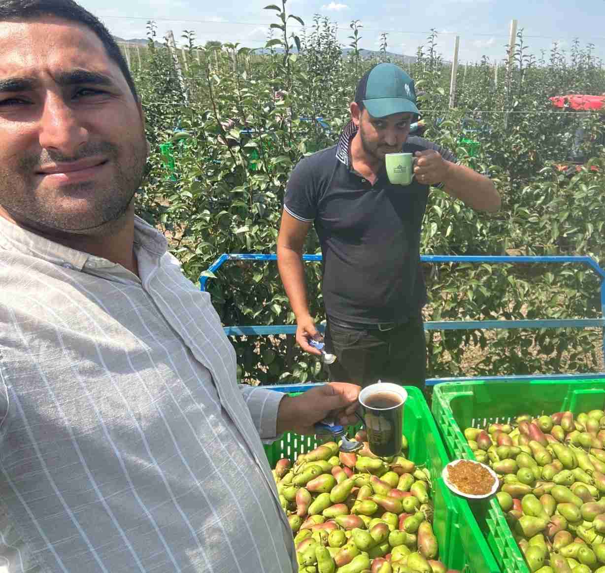 İstehsal proseslərinin optimallaşdırılması(çoxillik bitkilər üzrə)