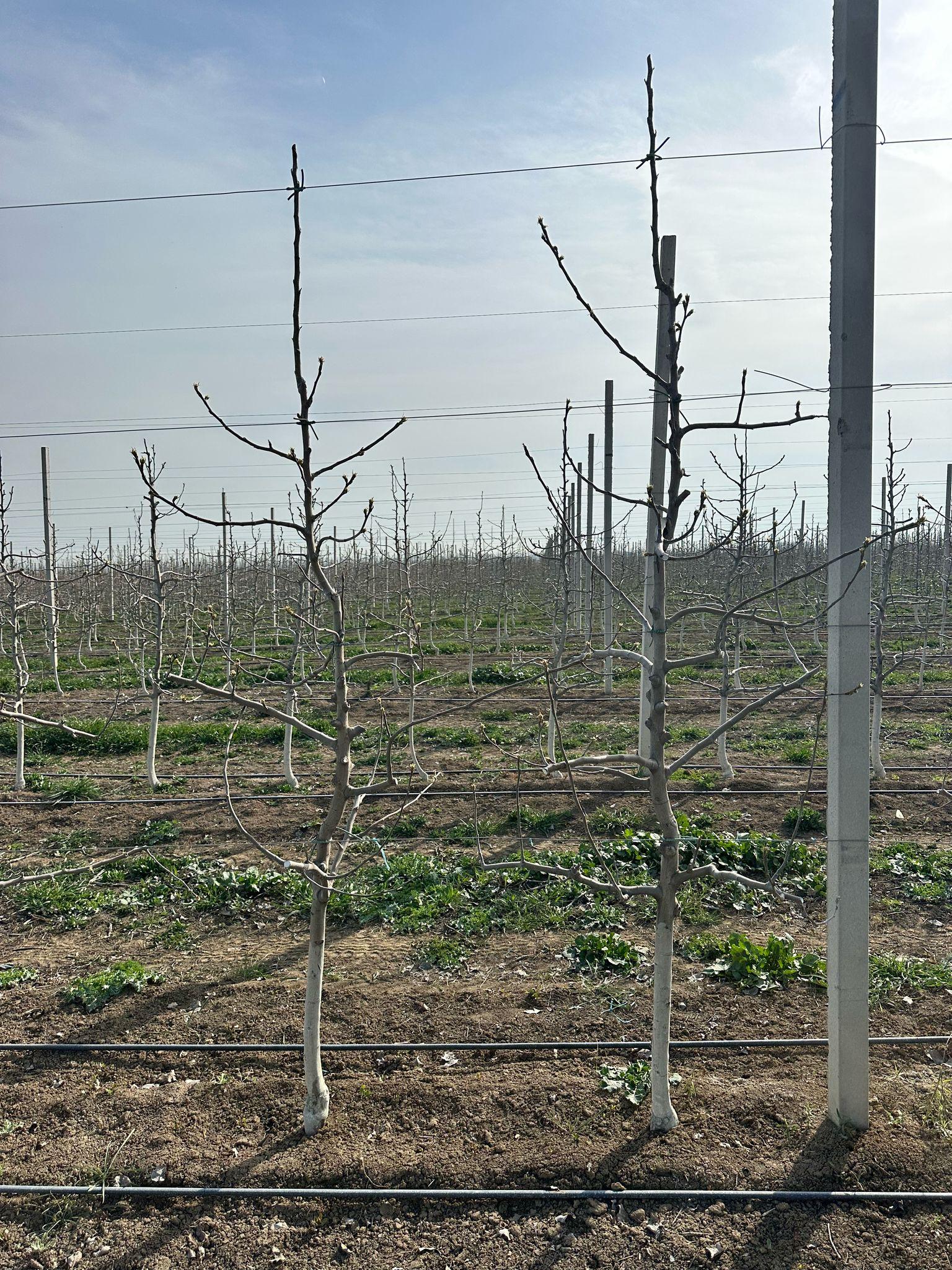 Budama işlərinin təşkili - 2