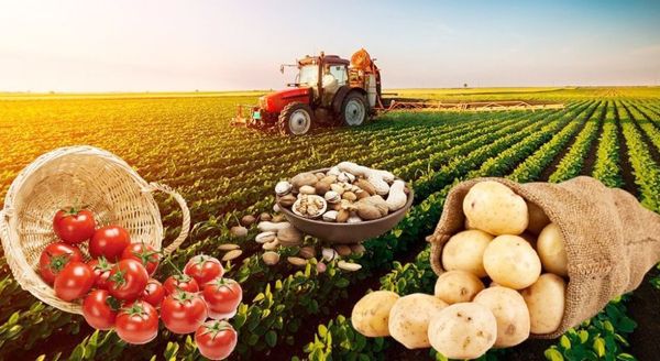 İstehsal prosesinin optimallaşdırılması(birillik bitkilər üzrə)