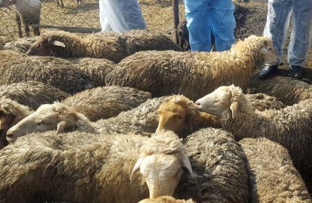 Heyvan sağlamlığının qorunması və məhsuldarlığın artırılması