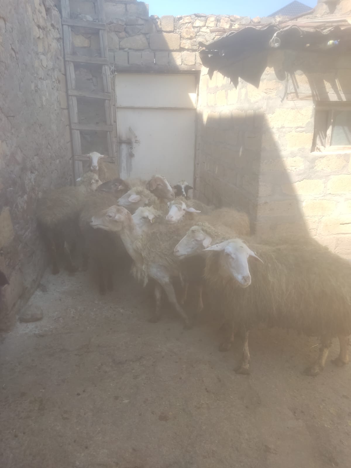 Heyvan sağlamlığının qorunması və məhsuldarlığın artırılması