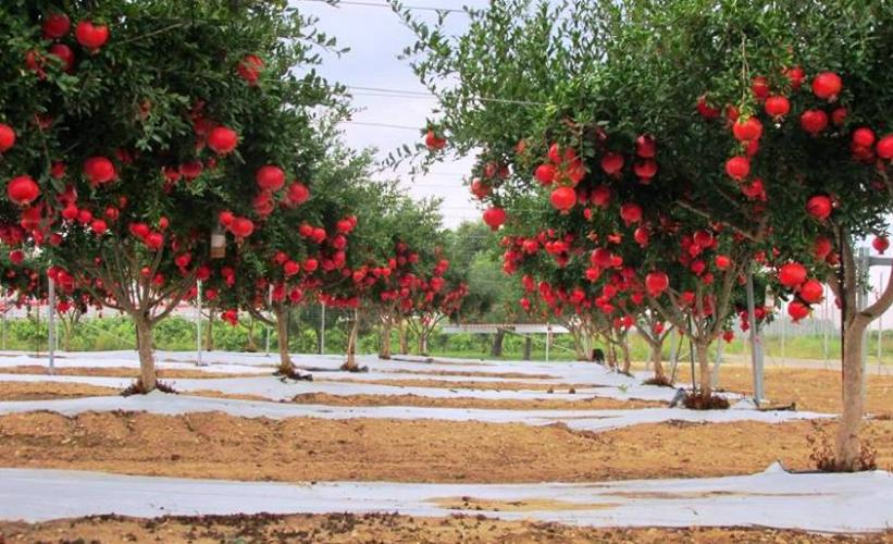 Əkin sahələrinin və bitki sortlarının planlaşdırılması(çoxillik bitkilər üzrə)