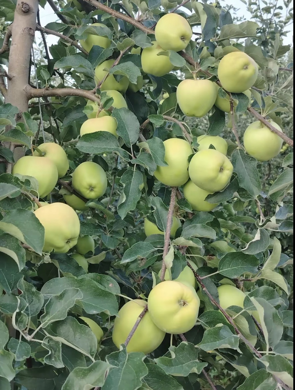 Budama işlərinin təşkili