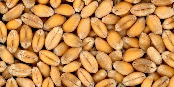 Əsgəran ℗ Payızlıq yumşaq buğda Tezyetişən / R1 / 1 kq