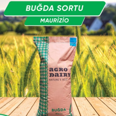 Maurizio Payızlıq yumşaq buğda Ortayetişən / R1 / 1 kq